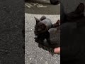 子猫落ちてた