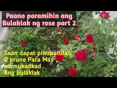 Video: Paano Pakainin Ang Mga Rosas Sa Taglagas Bago Sumilong Para Sa Taglamig