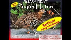 Suara Pikat Puyuh Hutan Durasi 2 Jam  - Durasi: 2:00:01. 