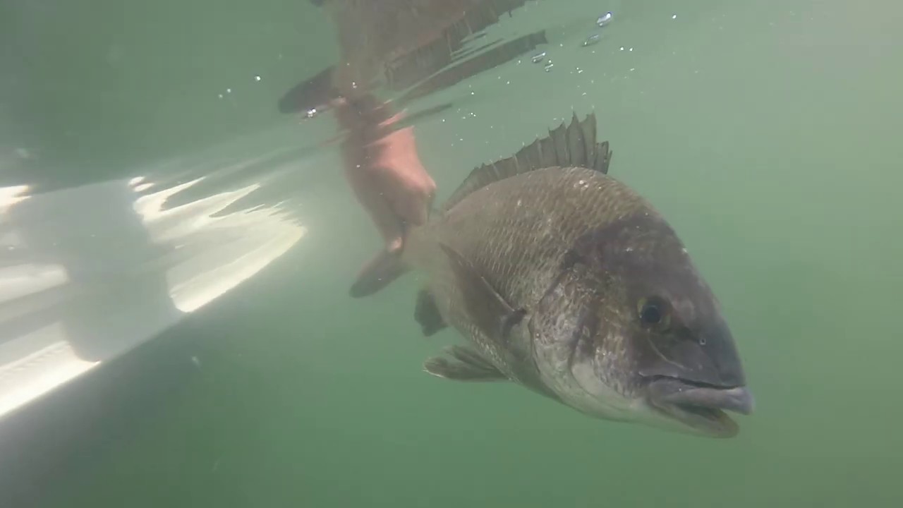 Fishing for bream back in the day. YouTube