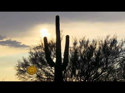 Arizona Cacti