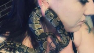This snake got stuck where?