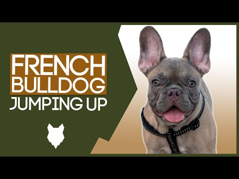 PUPPY TRAINING! Stop Your FRENCH BULLDOG Jumping Up