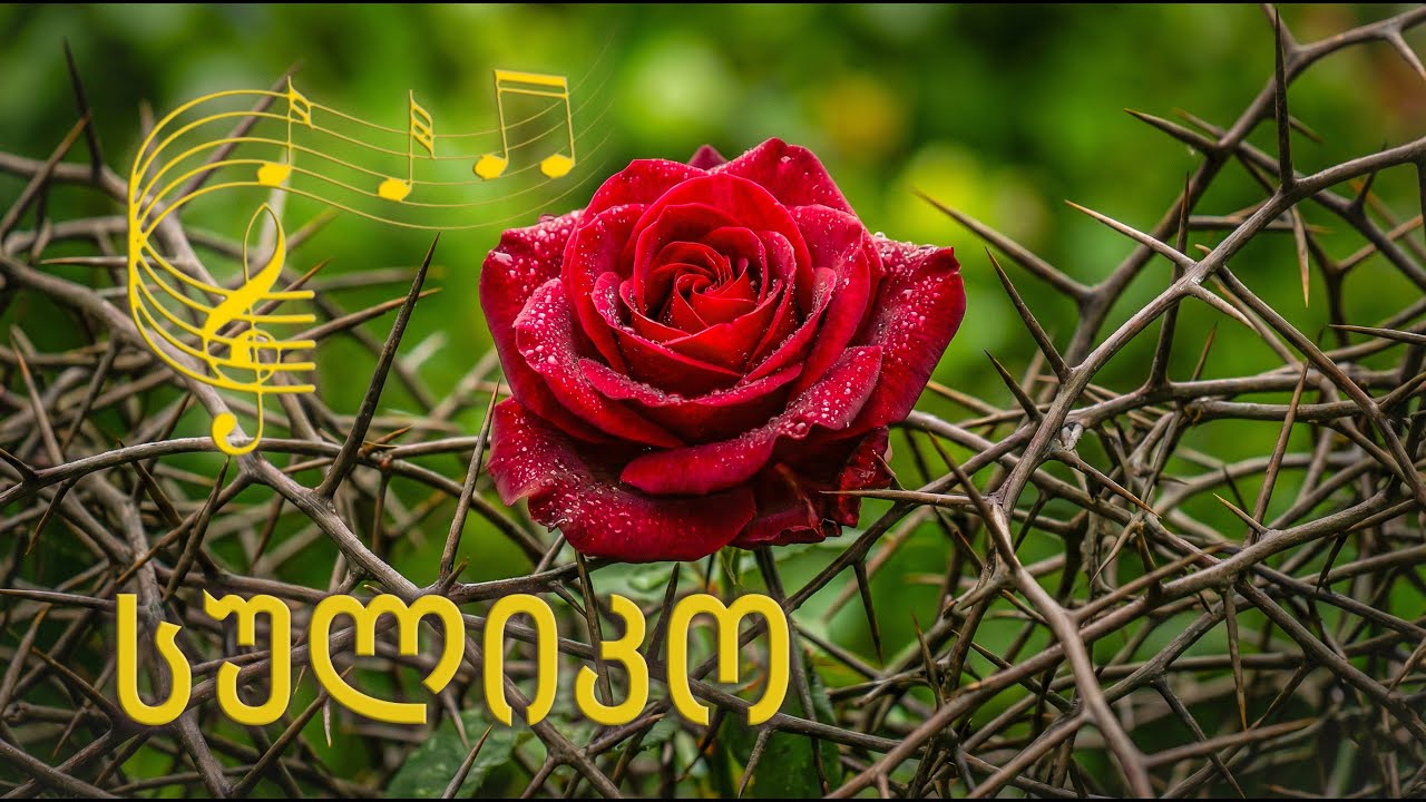 🎵 სულიკო | Folk Fusion 2026 | Suliko | Geo Motion Music 🌹