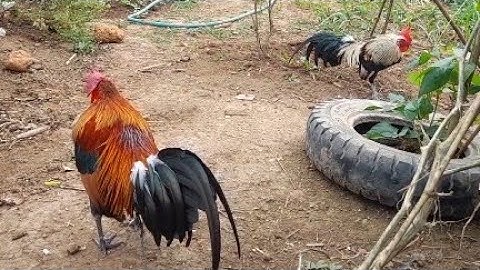 Muab Kuv Ob Tug Qaib Dib Tso Ncig Hauv Vaj Zaub