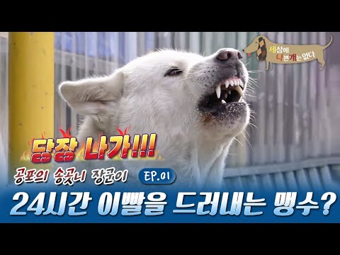 세상에 나쁜 개는 없다 - 장군이의 크리스마스 악몽_#001