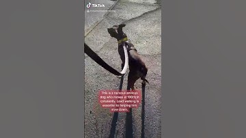 Thumbnail of How To Stop Leash Pulling