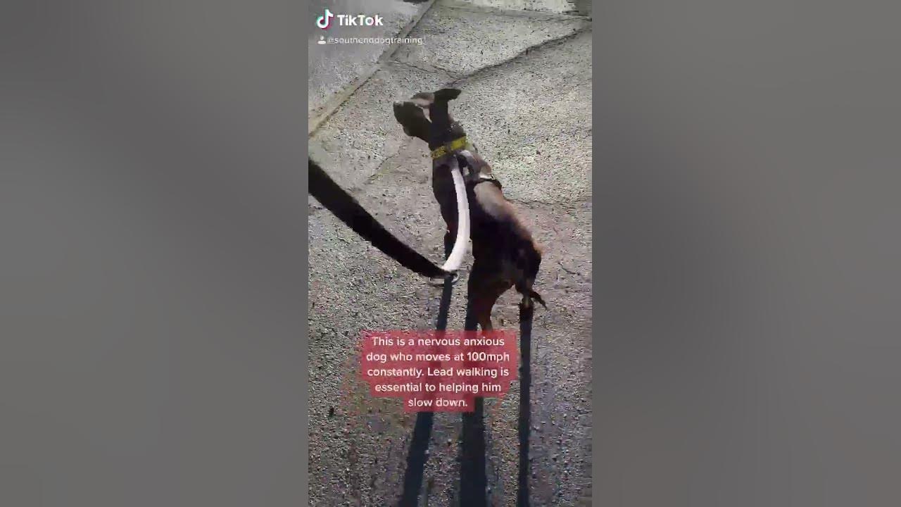 How To Stop Leash Pulling