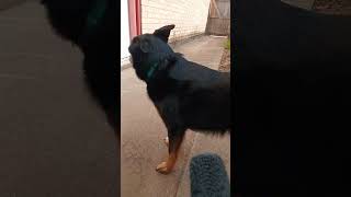 news report ft. Dr. shamus