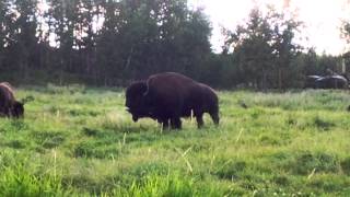 Bison Roaring