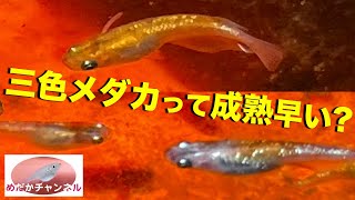 初めて三色メダカを飼育して4ヶ月! 3ヶ月で稚魚も大きくなり産卵して 