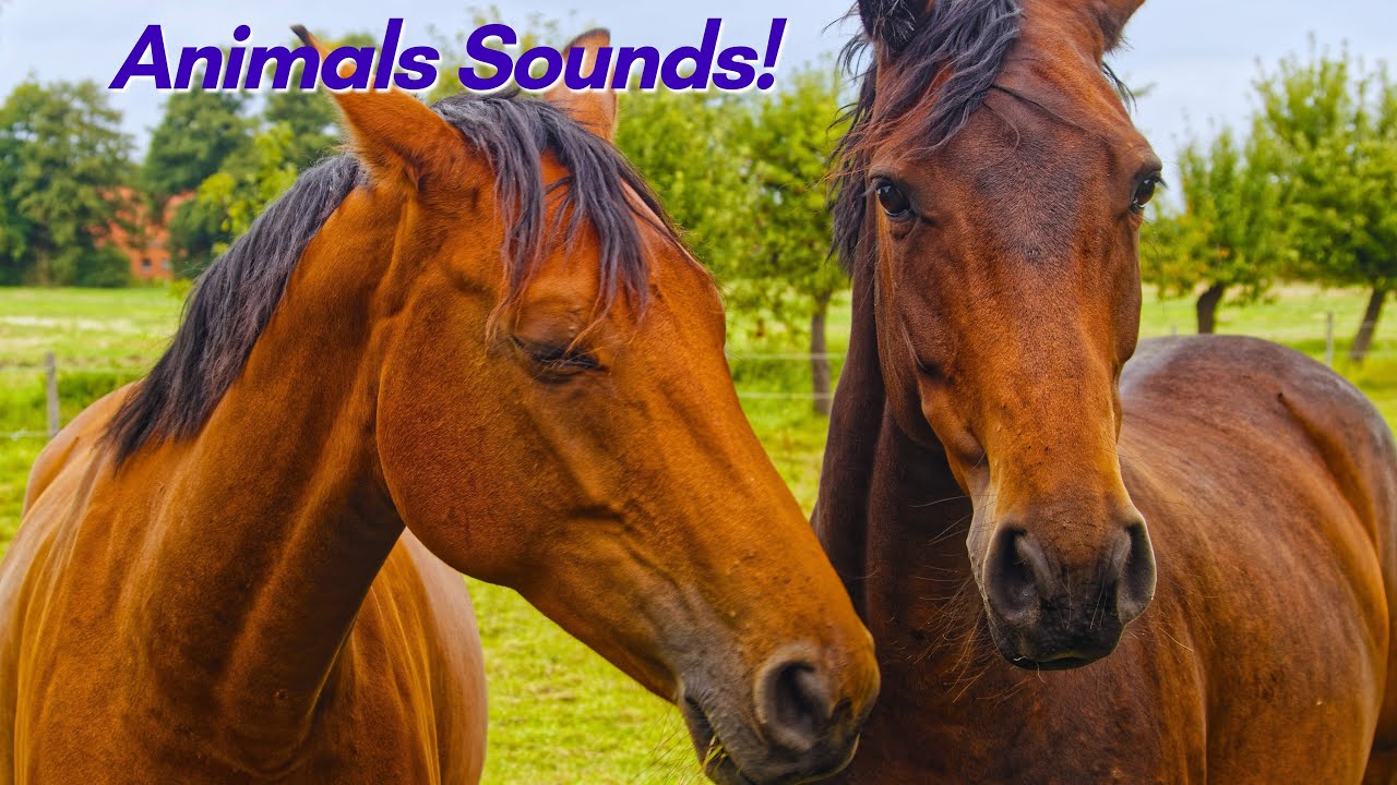 Animal Sounds and Names for Kids (07 Farm and Wild Animals)