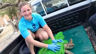 Hands-On Marine Biology: Jefferson Student Sea Turtle Research in Curaçao