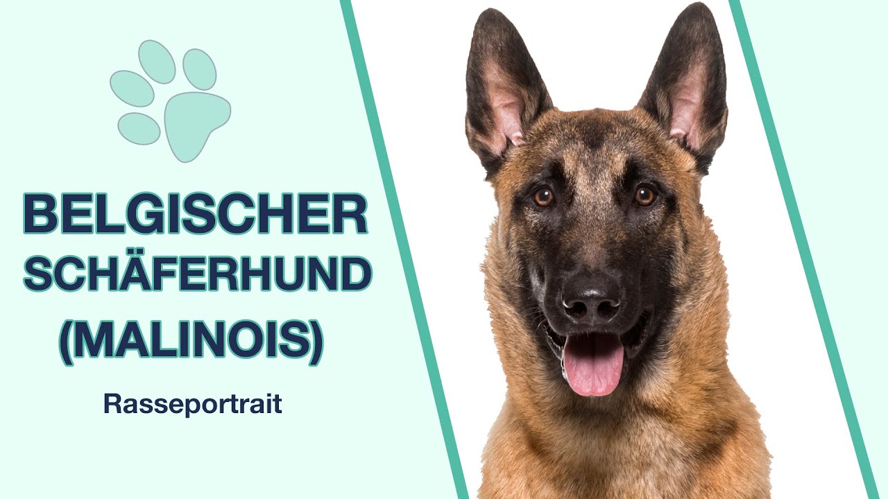 Belgischer Schäferhund (Malinois) im Rasseportrait | Ein klassischer Hütehund?