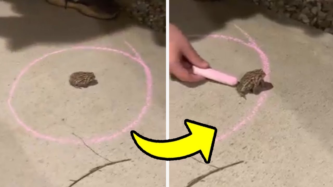 Nilagay nila ang palaka sa guhit na bilog, ikakagulat mo ang nangyari...