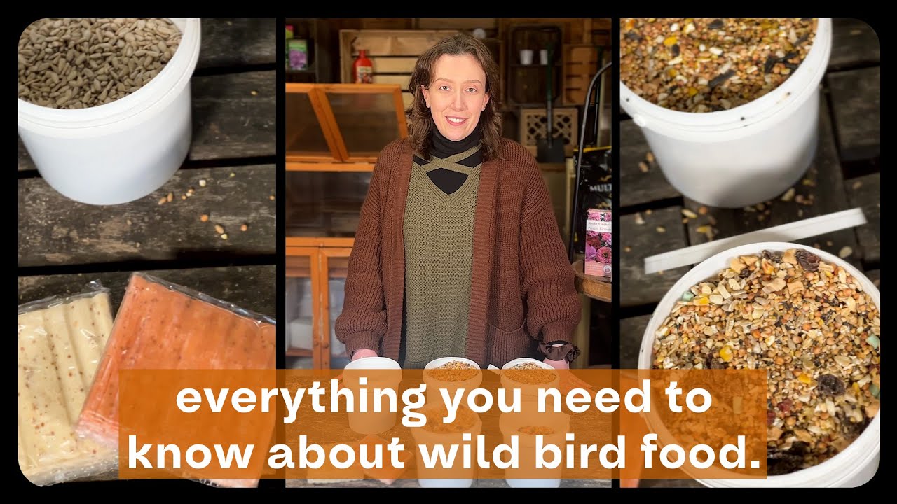 The ULTIMATE Wild Bird Food Guide