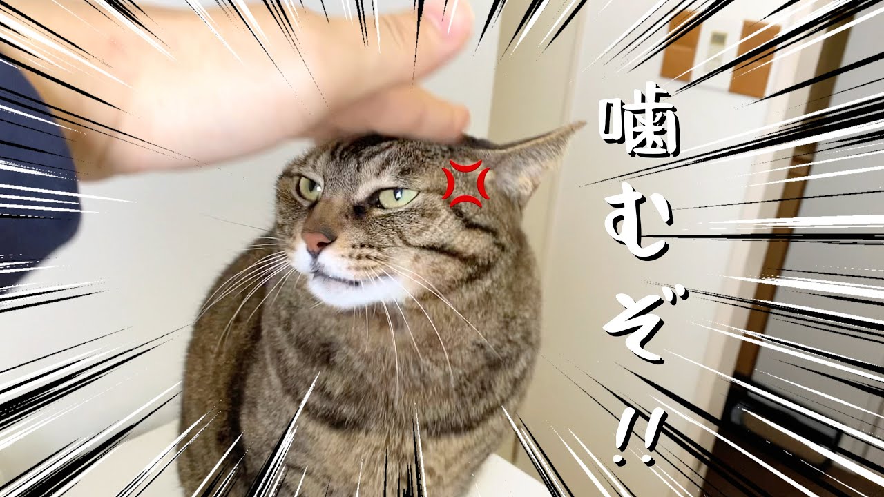 I scolded a ferocious cat and he got angry. - YouTube