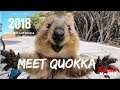 Quokka. The happiest animal in the world, Meet Quokka