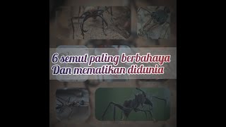 Jangan dipegang! 6 Semut paling berbahaya dan mematikan di dunia