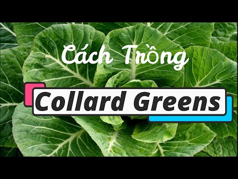 Video: Trồng Collard Greens: Làm thế nào và khi nào để trồng Collard Greens