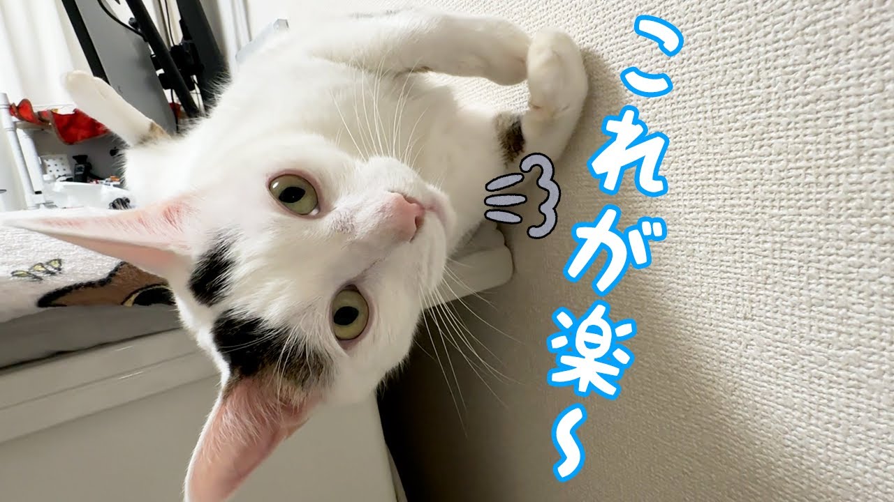 独特すぎる仰向けポーズで寝るチロさんｗ