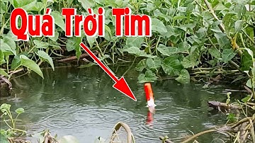 Ổ cá chép, cá rô phi, cá trê, cá mè vinh quá háo mồi, kéo phao liên tục thấy ham | Câu cá ổ T430