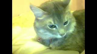 Capture 20120428