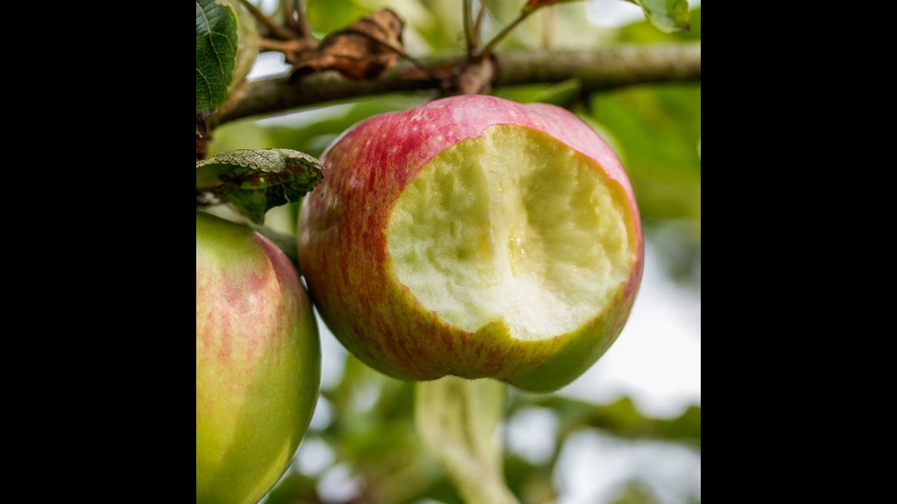 The Desecration of Man, Part 1