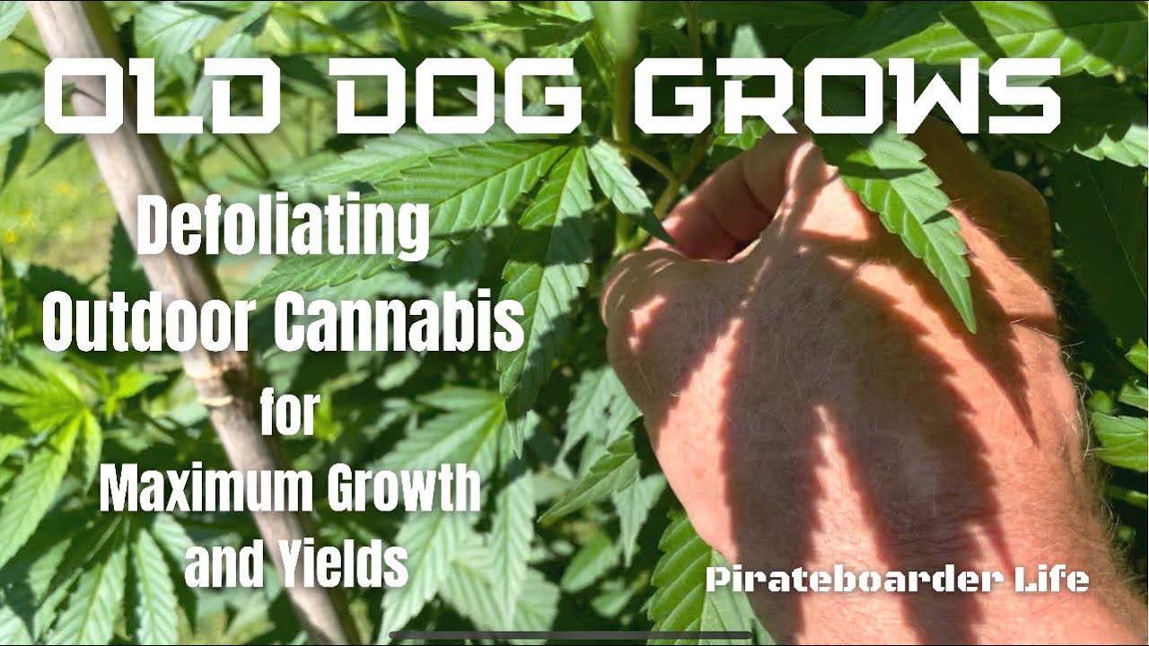 Old Dog Grows Defoliating Outdoor Cannabis for Maximum Growth and Yields…Easy Step by Step Guide