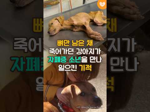 뼈만 남은 채 죽어가던 강아지가 <strong>자폐증</strong> 소년을 만나 일으킨 기적 #shorts #강아지 #유기견