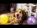 Happiest Dog in the World | Nanook´s Birthday