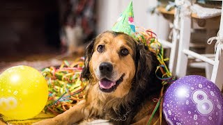 Happiest Dog in the World | Nanook´s Birthday