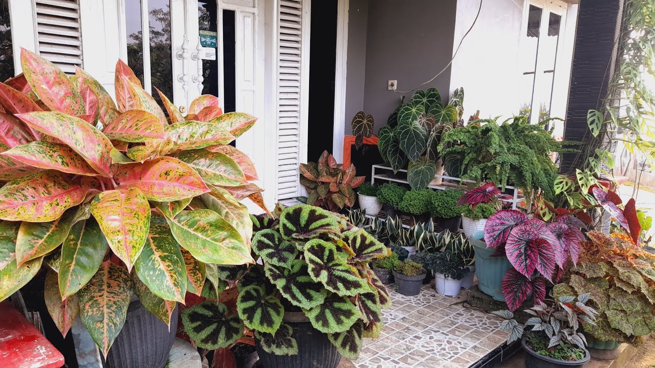 MENYULAP TERAS MUNGILKU MENJADI TAMAN SURGAWI BIKIN SUASANA ASRI || GREBEK RUMAH BUNGA BU FATNAN 🪴🏡