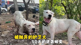 被主人拋棄的護衛犬，經過50天悉心照顧，如今成功逆襲完成蛻變 by 球球和流浪狗 3,743 views 6 days ago 7 minutes, 50 seconds