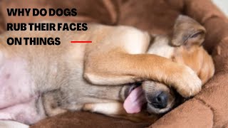 Why Do Dogs Rub Their Faces on Things