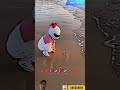 💌Let's Race🏍️ #beach #bike #funny #trending #ktm #viral #rider #cartoon #praveenkumar0007 #zx10r#bmw