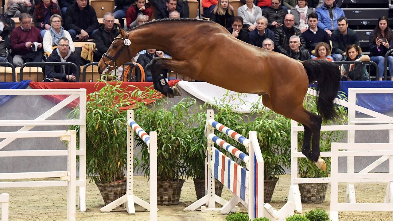 Holsteiner Verbandshengste 2023 | Union City