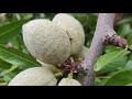 Introduction to the Nut research experiments