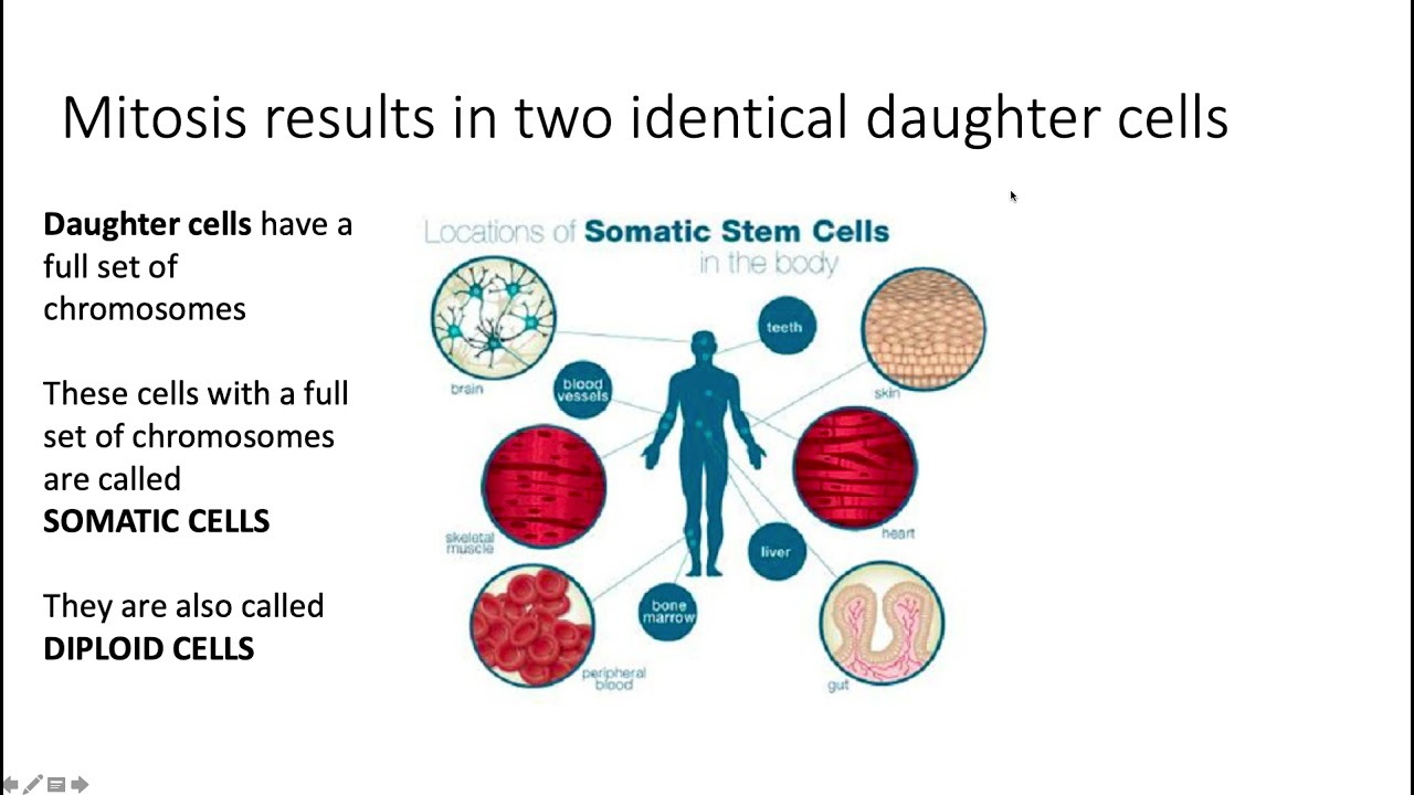 Cell Cycle: Mitosis AKS 3a - YouTube