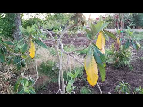 Video: Reasons for Loquat Leaf Loss - Why Is A Loquat Tree Dropping Leaves