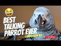 Best talking parrot compilation 3  gizmo the grey bird