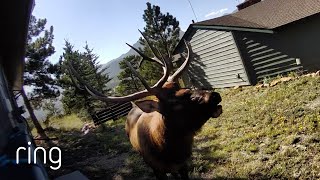 Large Elk Sings for the Ring Camera! | RingTV