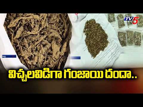 హడలెత్తిస్తున్న కేటుగాళ్లు....Ganja Smuggling In Narasaraopet and Sattenapalli | Palnadu | TV5 News - TV5NEWS