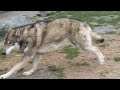 【閲覧注意】逃げてもついてくる狼犬！！