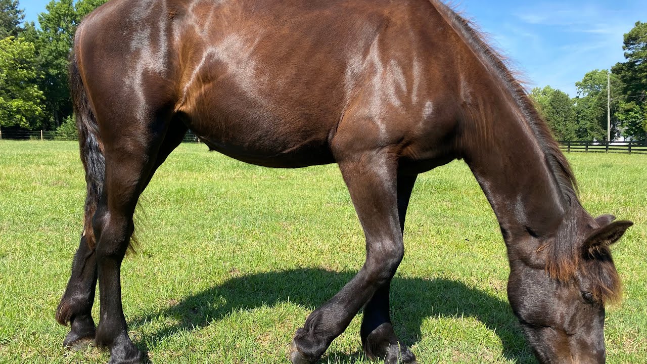 DRAFT HORSES // Heat, humidity and horse flies 