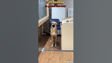 Dog in IIT Bombay Classroom 🤣🤦🏻🔥 #iit #iitbombay #jee