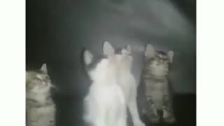 Story WA lucu - Kucing Joget Kuda Lumping