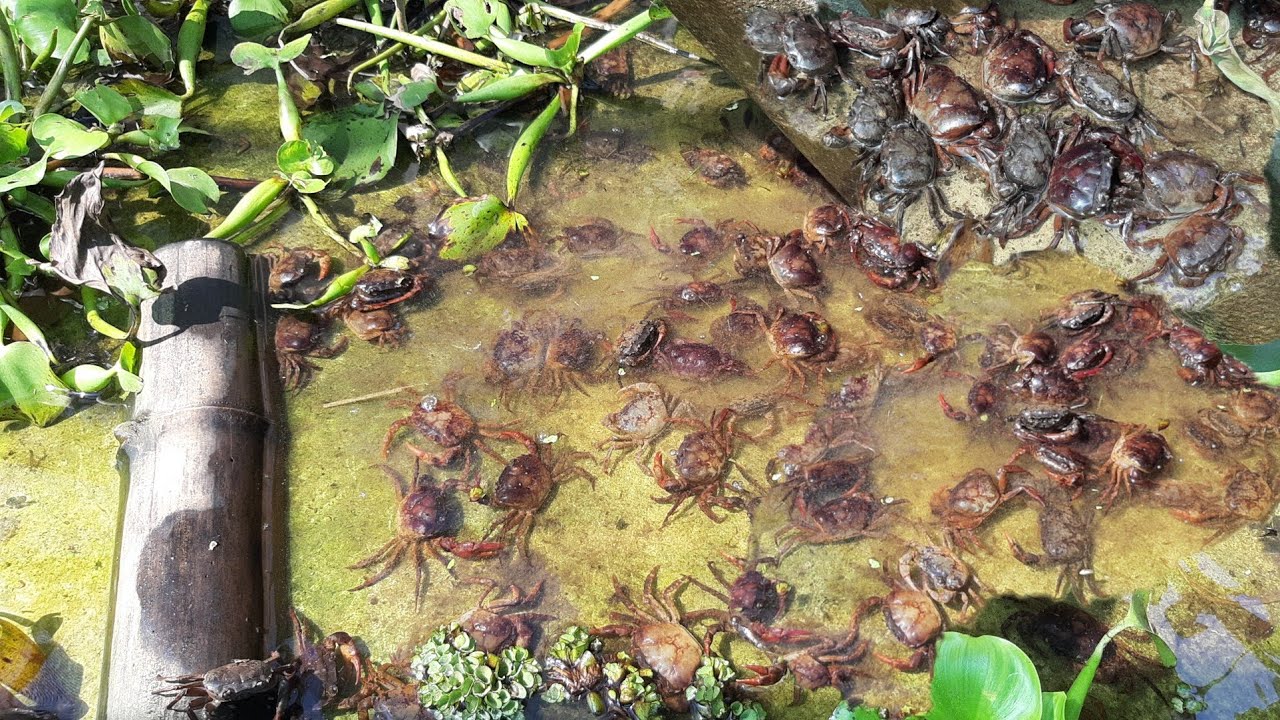 เลี้ยงเท่าใหร่ก็ไม่พอขาย!!ปูนาพารวย