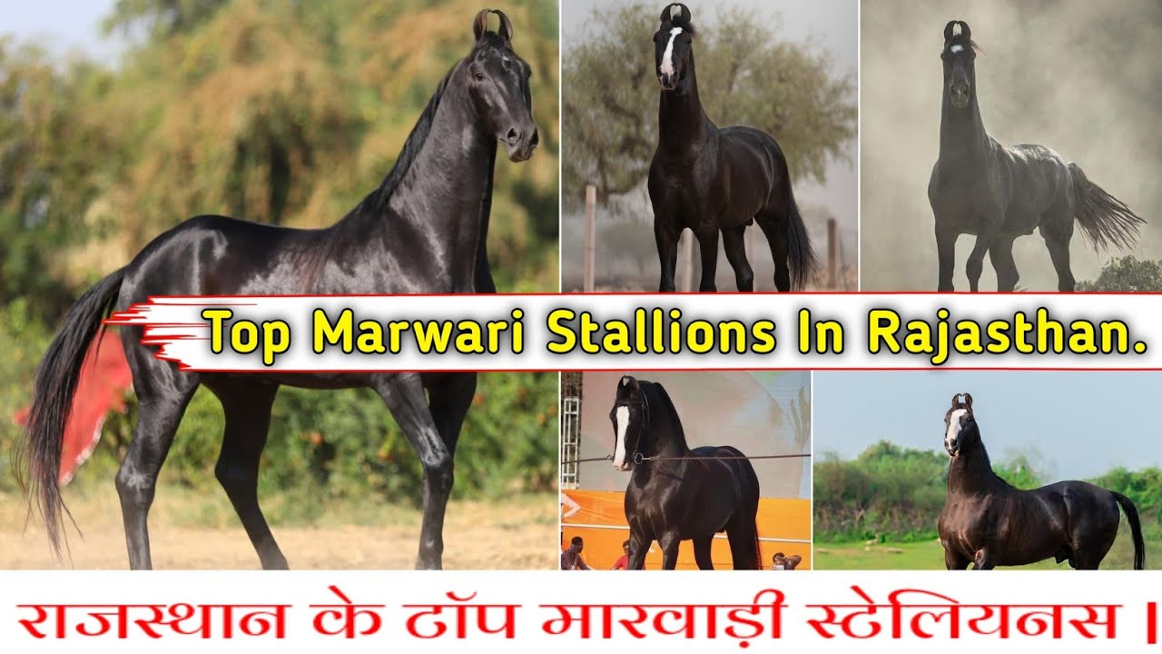 राजस्थान के टॉप मारवाड़ी स्टेलियनस || Top Marwari Stallions In Rajsthan || Exploring Gujarat 94 ||