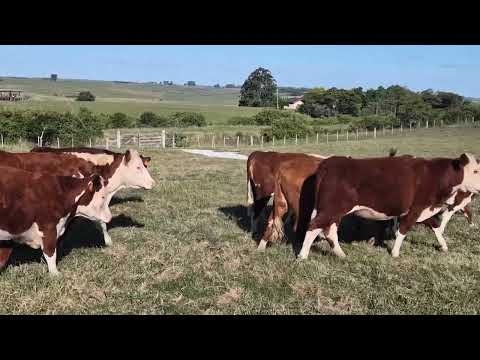 LOTE B02 - 13 NOVILHAS 2,5 ANOS - PESO APROX. 350 KG - FAZENDA BUTIÁ